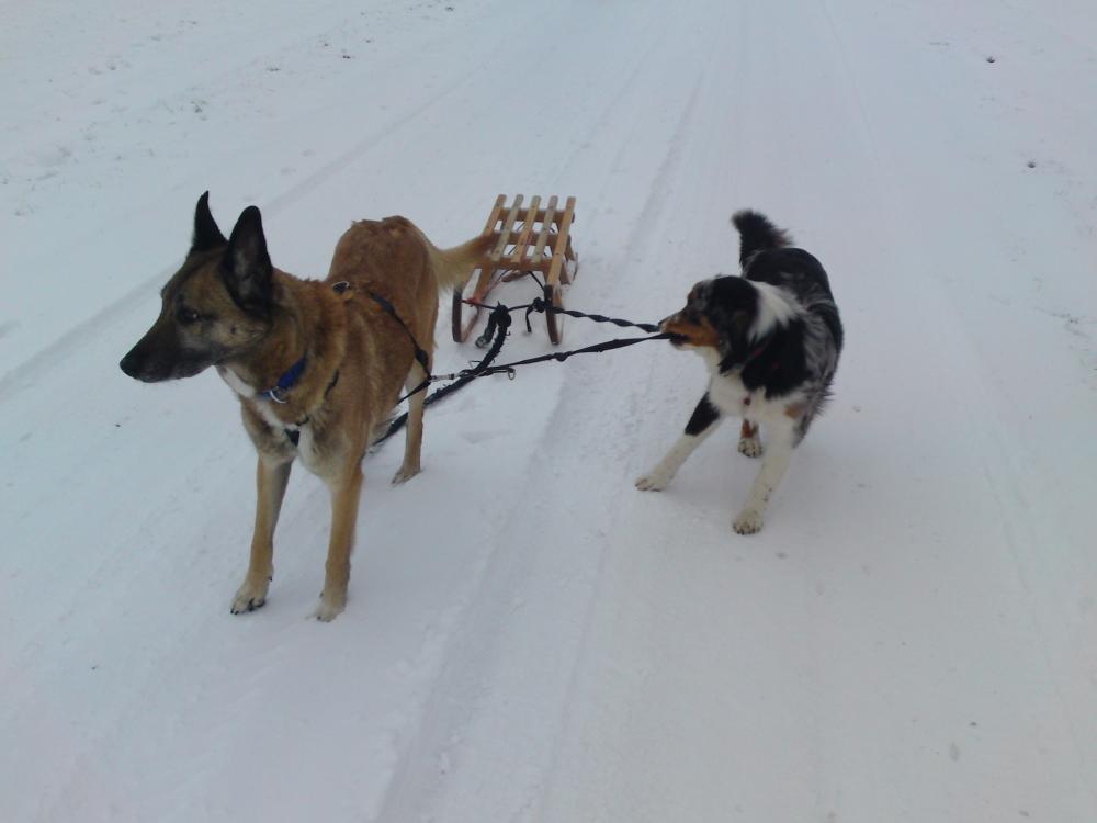weiteres von den Hunden
